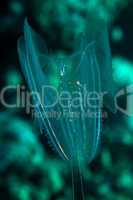 Siphonophore in the Red sea.