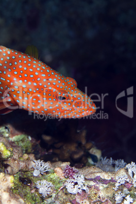 Coral hind in the Red sea.