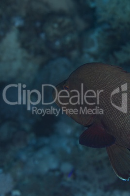 Redmouth grouper in the Red sea.
