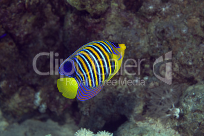 Royal angelfish in the Red sea.