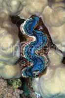 Giant clam in the Red sea.