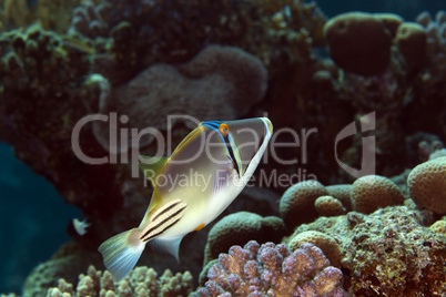 Picasso triggerfish in the Red sea.