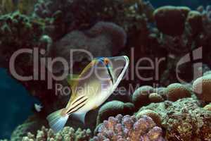 Picasso triggerfish in the Red sea.