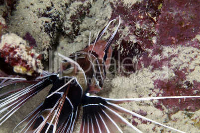 Lionfish in de Red Sea.