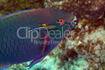 Parrotfish in de Red Sea.