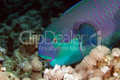 Parrotfish in de Red Sea.