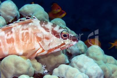 Blacktip grouper (epinephelus fasciatus) in de Red Sea.