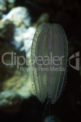 Siphonophore in the Red sea.