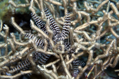 Featherstar in noded branching coral.
