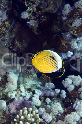 Polyp butterflyfish in the Red sea.