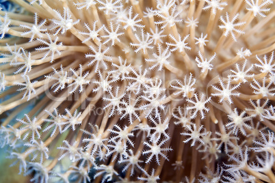 Detail of leather coral in the Red sea.