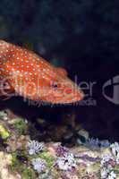 Coral hind in the Red sea.