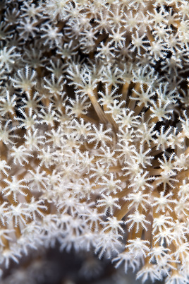 Detail of leather coral in the Red sea.