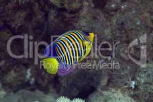 Royal angelfish in the Red sea.