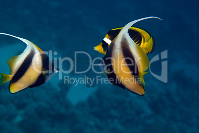 Bannerfish in the Red sea.