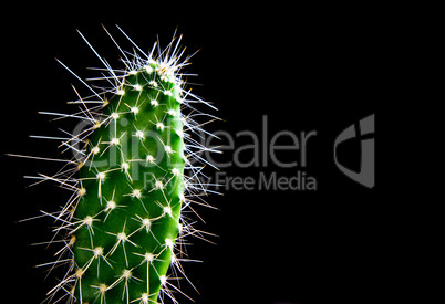 The closeup green cactus isolated on the black