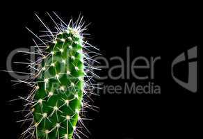 The closeup green cactus isolated on the black