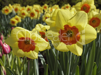 Narcissus 'Border Beauty', Narzisse, Osterglocke - Narcissus 'Border Beauty', narcissus, daffodil