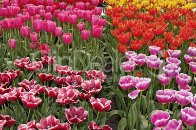 Tulpenblüten im Frühling, Niederlande - Tulip flowers in spring, Netherlands