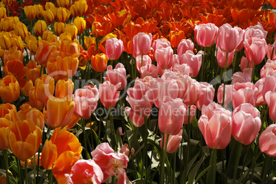 Tulpenblüten im Frühling, Niederlande - Tulip flowers in spring, Netherlands