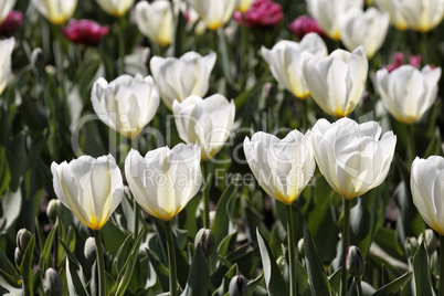 Weisse Tulpen im Gegenlicht - Backlit photo of white tulips, Germany