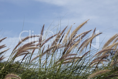 Gräser vor blauem Himmel - Grasses in front of a blue sky