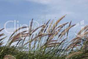 Gräser vor blauem Himmel - Grasses in front of a blue sky