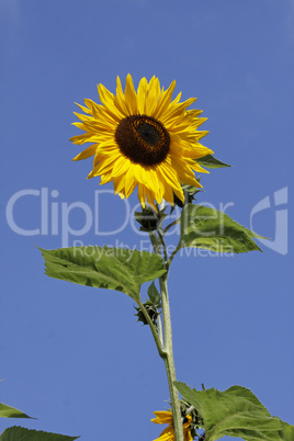 Helianthus-Hybride, Sonnenblume - Sunflower