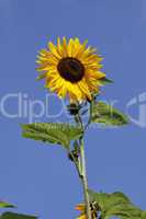 Helianthus-Hybride, Sonnenblume - Sunflower