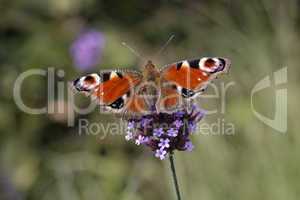 Nymphalis io (Inachis io), Tagpfauenauge auf Verbena bonariensis