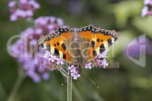 Nymphalis urticae (Aglais urticae), Kleiner Fuchs auf Eisenkraut-Blüte - Small Tortoiseshell on Verbena bonariensis (Argentinian Vervain)