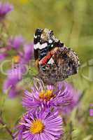 Vanessa atalanta, Admiral auf Herbst-Aster im Oktober - Vanessa atalanta, Red Admiral on Aster in october