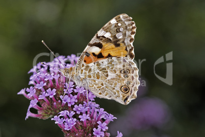 Vanessa cardui, Cynthia cardui, Distelfalter auf Eisenkrautblüte (Verbena bonariensis) - Vanessa cardui, Cynthia cardui, Painted Lady butterfly on Verbena bonariensis, Argentinian Vervain