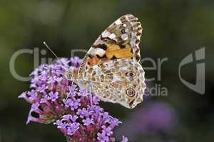 Vanessa cardui, Cynthia cardui, Distelfalter auf Eisenkrautblüte (Verbena bonariensis) - Vanessa cardui, Cynthia cardui, Painted Lady butterfly on Verbena bonariensis, Argentinian Vervain