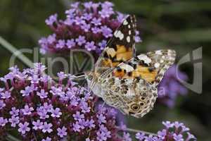 Vanessa cardui, Cynthia cardui, Distelfalter auf Eisenkrautblüte (Verbena bonariensis) - Vanessa cardui, Cynthia cardui, Painted Lady butterfly on Verbena bonariensis, Argentinian Vervain