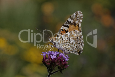 Vanessa cardui, Cynthia cardui, Distelfalter auf Eisenkrautblüte (Verbena bonariensis) - Vanessa cardui, Cynthia cardui, Painted Lady butterfly on Verbena bonariensis, Argentinian Vervain