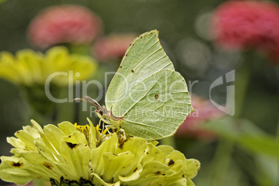 Gonepteryx rhamni, Zitronenfalter - Gonepteryx rhamni, Common Brimstone, Brimstone in august, Germany, Europe