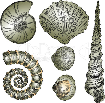 Shells of marine fauna