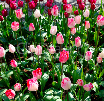 Pink flower bed of tulips