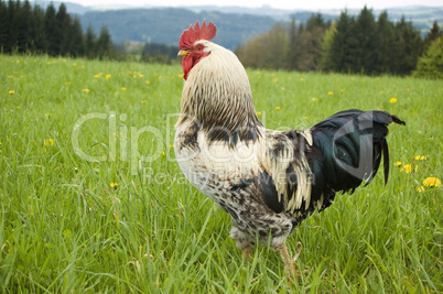Rooster in the Meadow