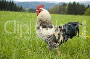 Rooster in the Meadow