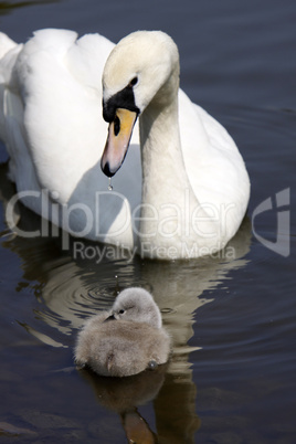 Höckerschwan mit Küken