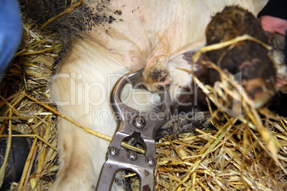 Castration of a bull calf