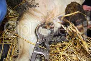 Castration of a bull calf