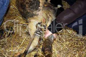 Castration of a bull calf