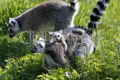 Katta-Familie