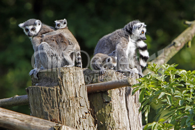 Katta-Familie