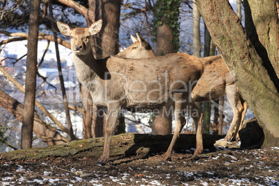 Hirschkuh im Wald