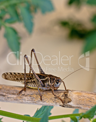 Close up shot of a brown cricket