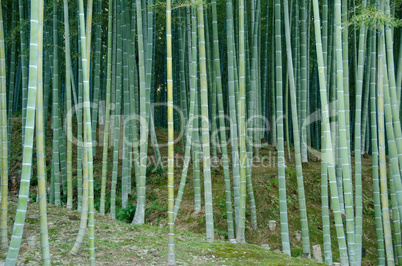 Bamboo forest